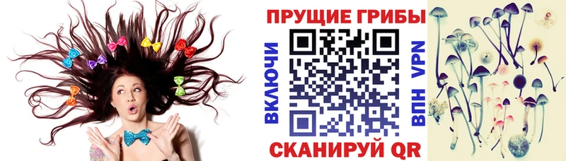 Галлюциногенные грибы Psilocybe  Чкаловск 